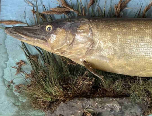 Stuffed Pike – Object of the Month November